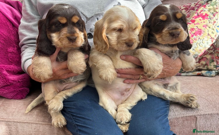 Cocker Spaniel dogs - Advert 3
