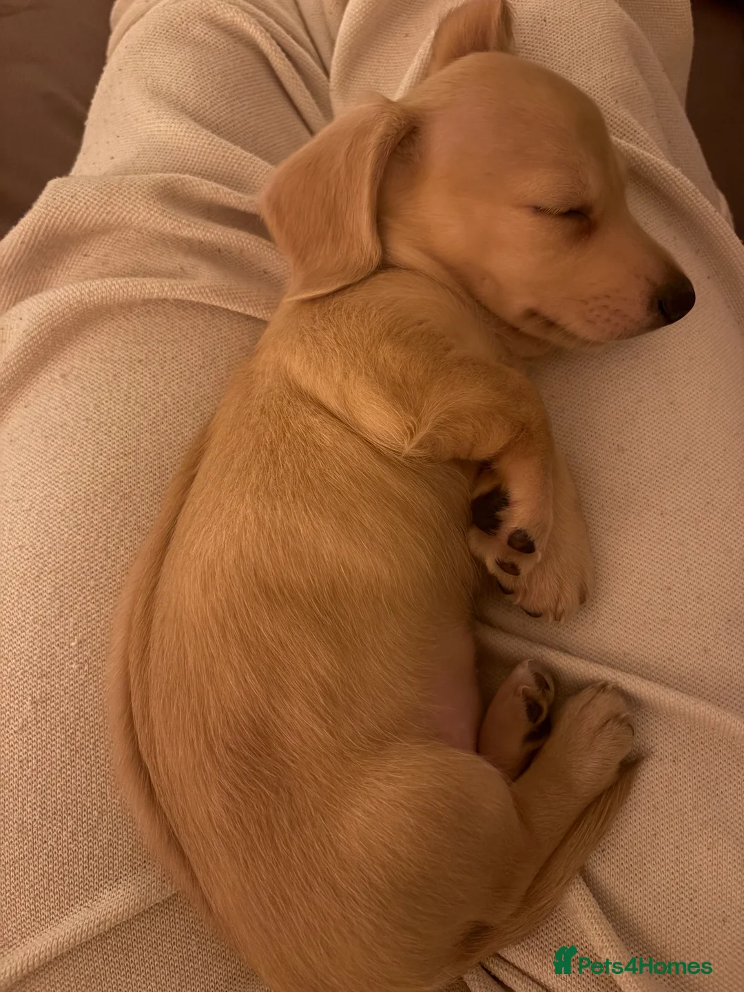 Miniature Dachshund dogs for sale: Miniature dachshund  - Advert 2