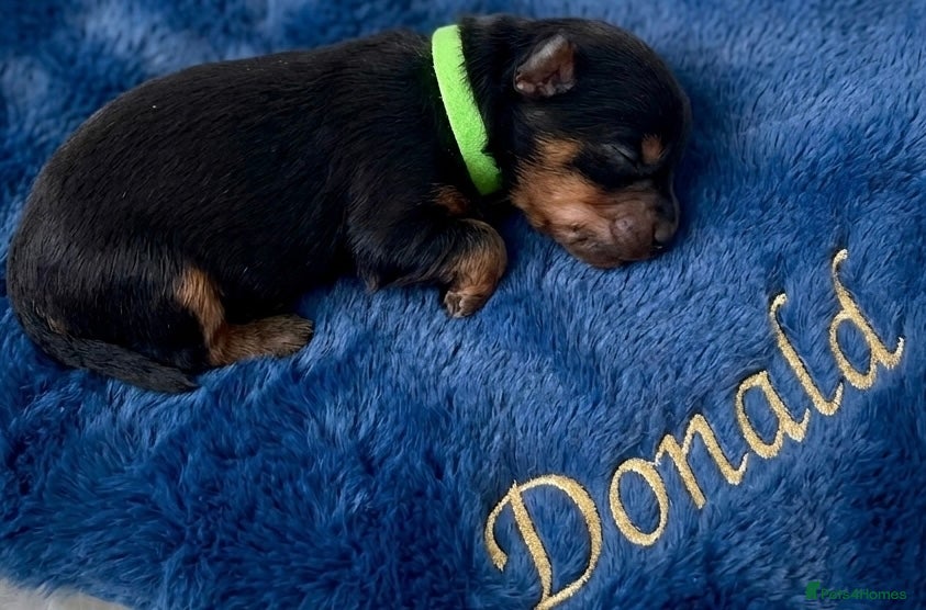 Yorkshire Terrier dogs Adorarable Yorkie Boys 5🌟Licenced Breeder - Advert 6