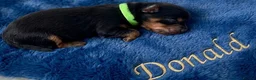 Yorkshire Terrier dogs for sale: Adorarable Yorkie Boys 5🌟Licenced Breeder - Advert 15