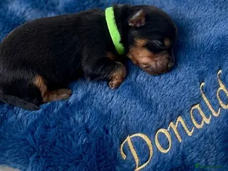 Yorkshire Terrier dogs Adorarable Yorkie Boys 5🌟Licenced Breeder - Advert 6