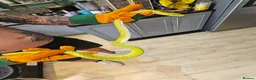 Python Snake reptiles for sale: Green tree python unsexed  in Houghton le Spring - Advert 2