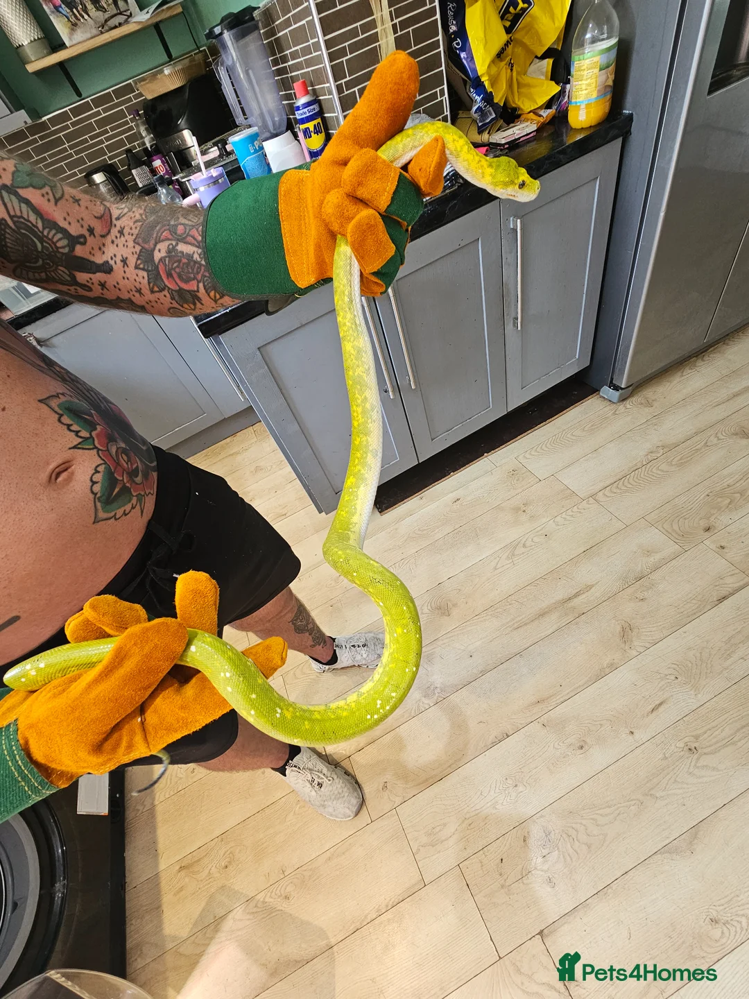 Python Snake reptiles for sale: Green tree python unsexed  in Houghton le Spring - Advert 2