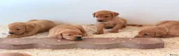 Labrador Retriever dogs for sale: Labrador Retriever puppies - Advert 13