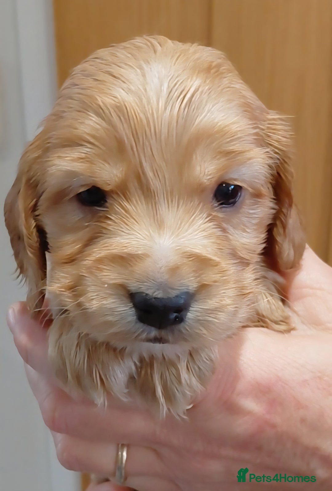 Cocker Spaniel dogs for sale: KC Golden Show Spaniels - Advert 21