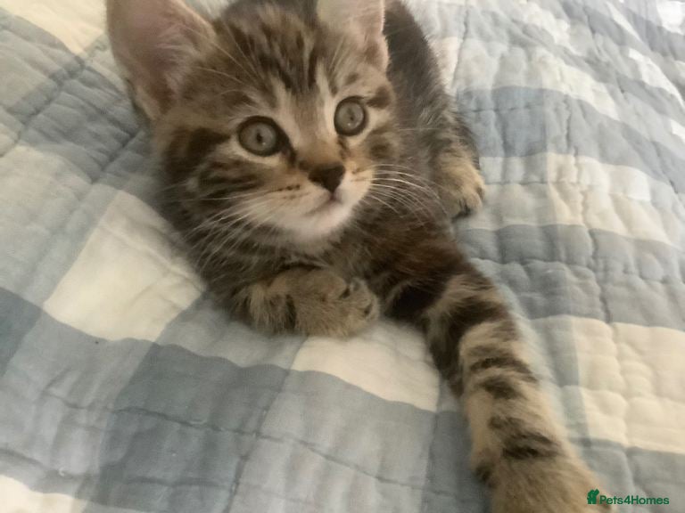 Mixed Breed cats Scottish Straight mixed breed kittens, ready to go - Advert 1