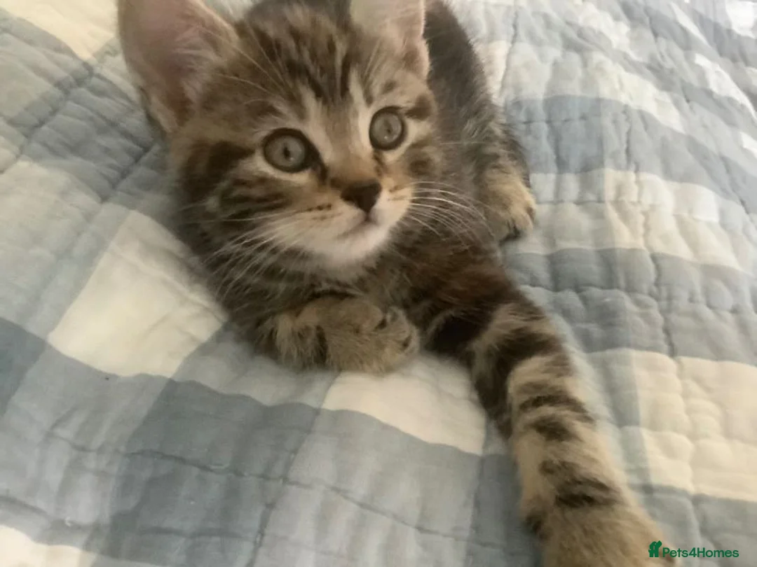 Mixed Breed cats for sale: Scottish Fold /Straight mixed breed kittens, ready - Advert 1
