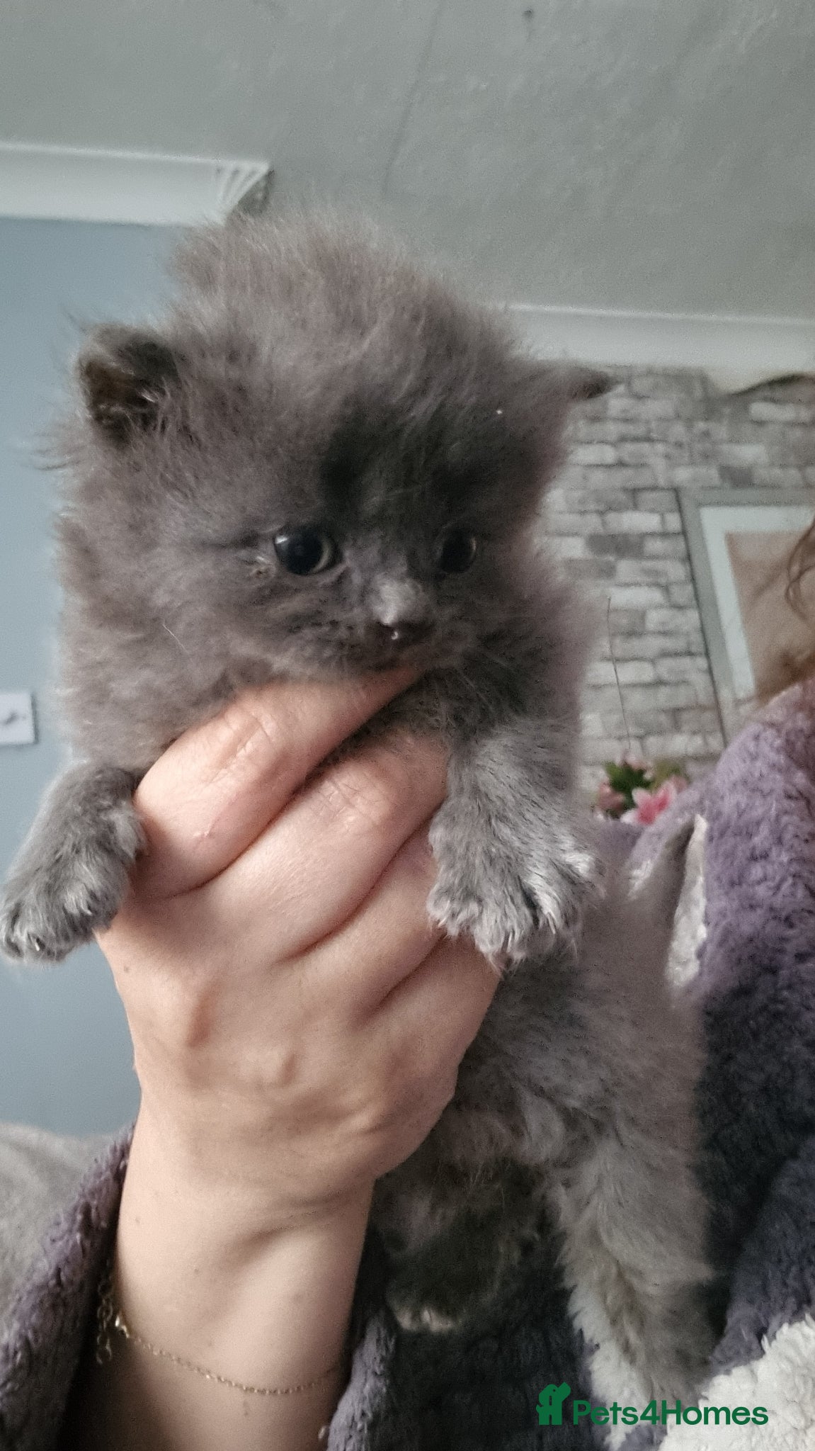 British Shorthair cats  kitten's  - Advert 1
