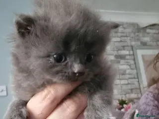 British Shorthair cats kitten's - Advert 1