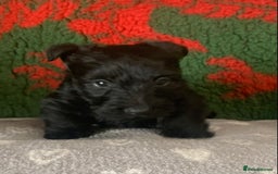 Scottish Terrier dogs for sale: Beautiful Scottish Terrier puppies  - Image 6