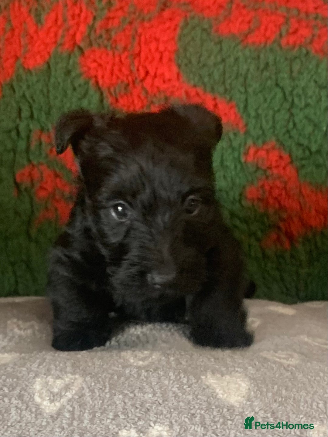 Scottish Terrier dogs for sale: Beautiful Scottish Terrier puppies  - Image 6