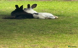 Mixed Breed rabbits for sale: 2 friendly rabbits  - Image 2