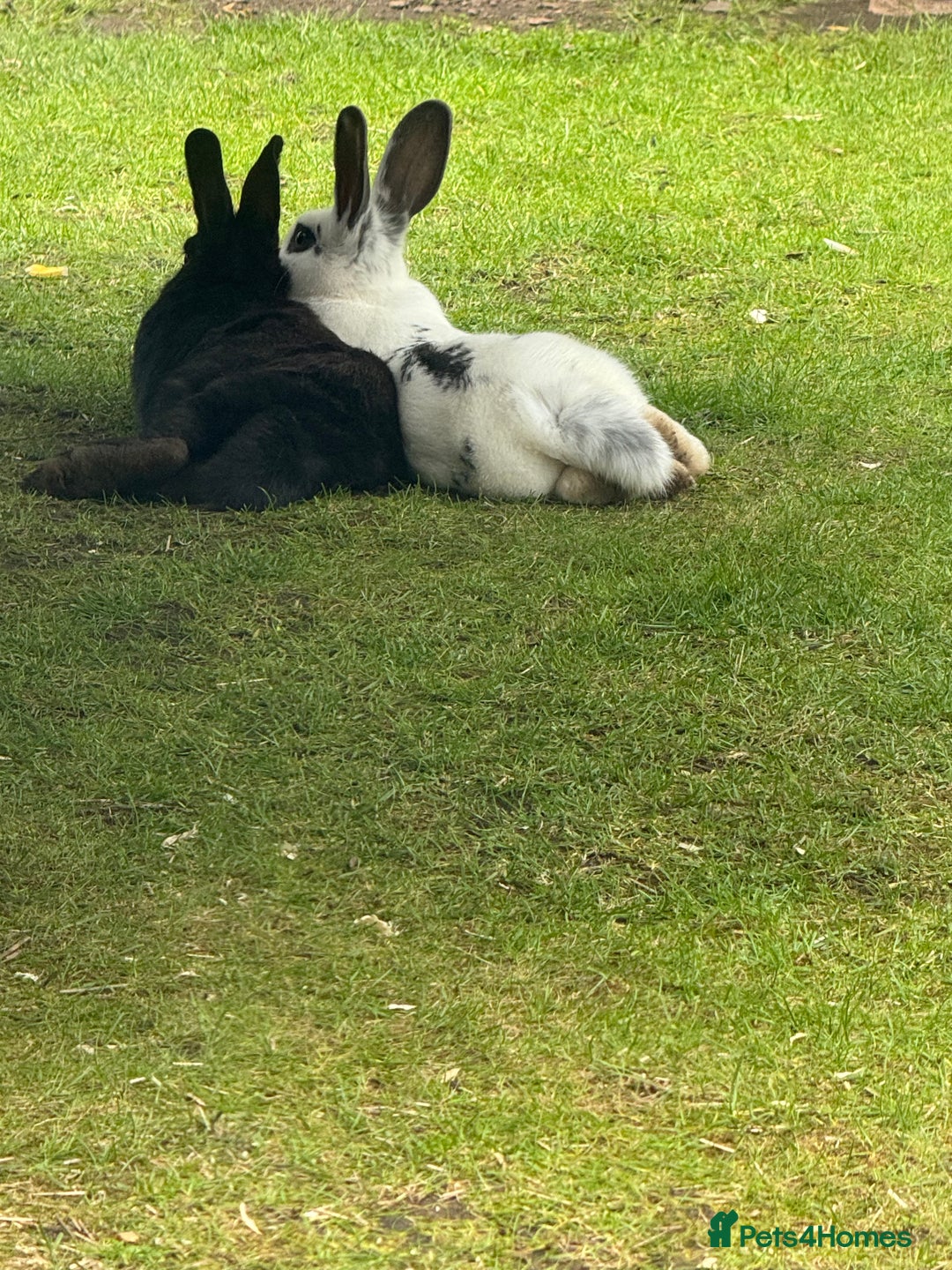 Mixed Breed rabbits for sale: 2 friendly rabbits  - Image 2