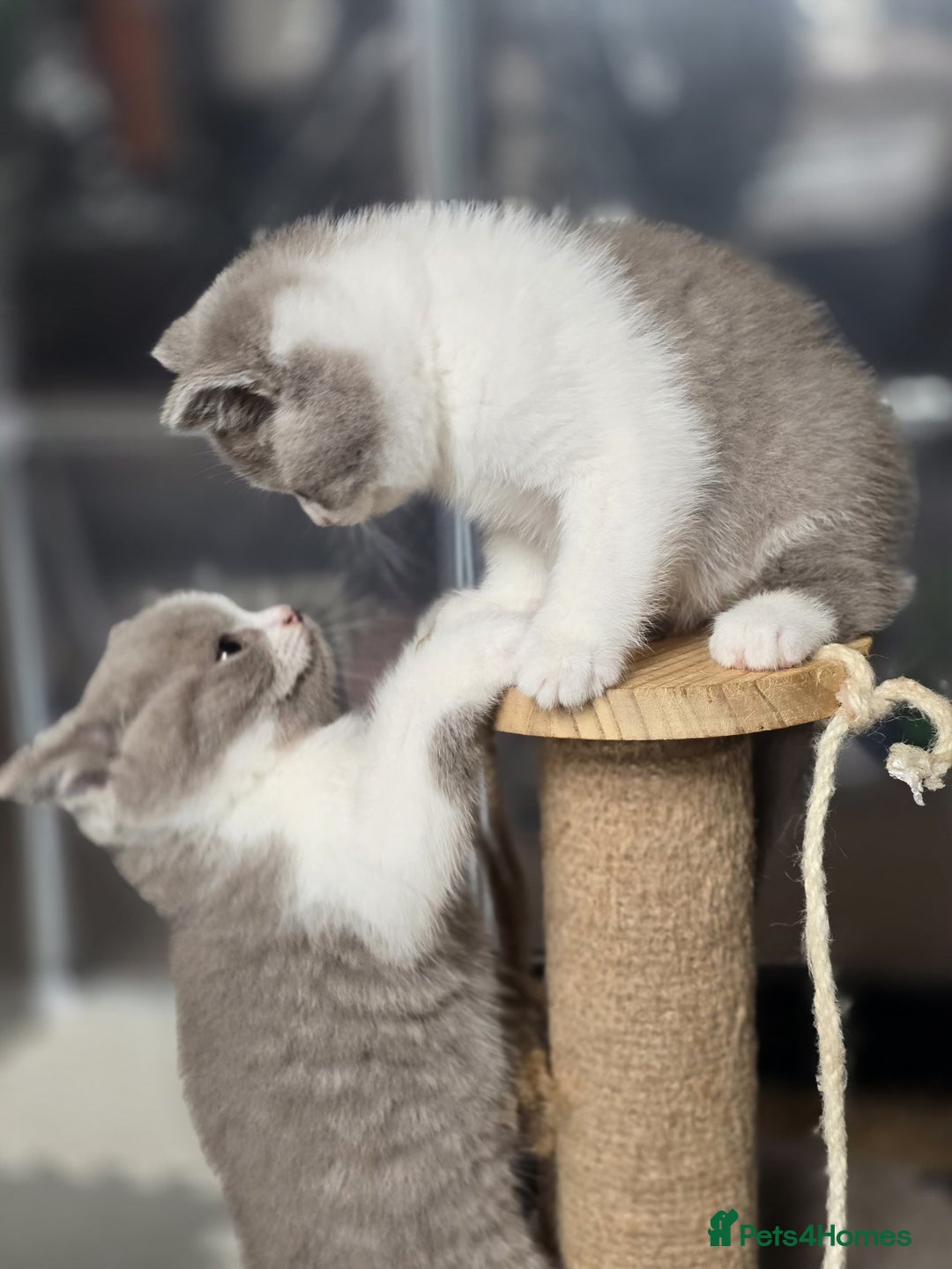 British Shorthair cats for sale: GCCF Registered British Shorthair Kittens - Image 5