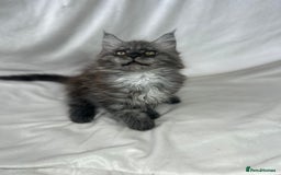 Maine Coon cats for sale: TICA REGISTERD MAINCOON KITTEN’S ⭐️ - Image 8