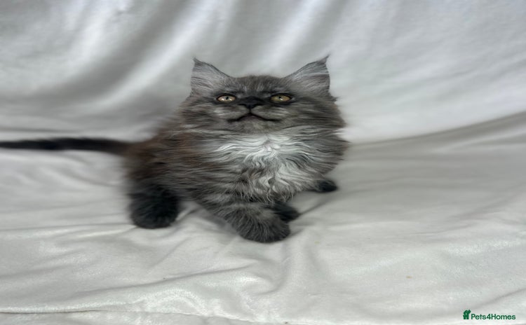 Maine Coon cats - Advert 2