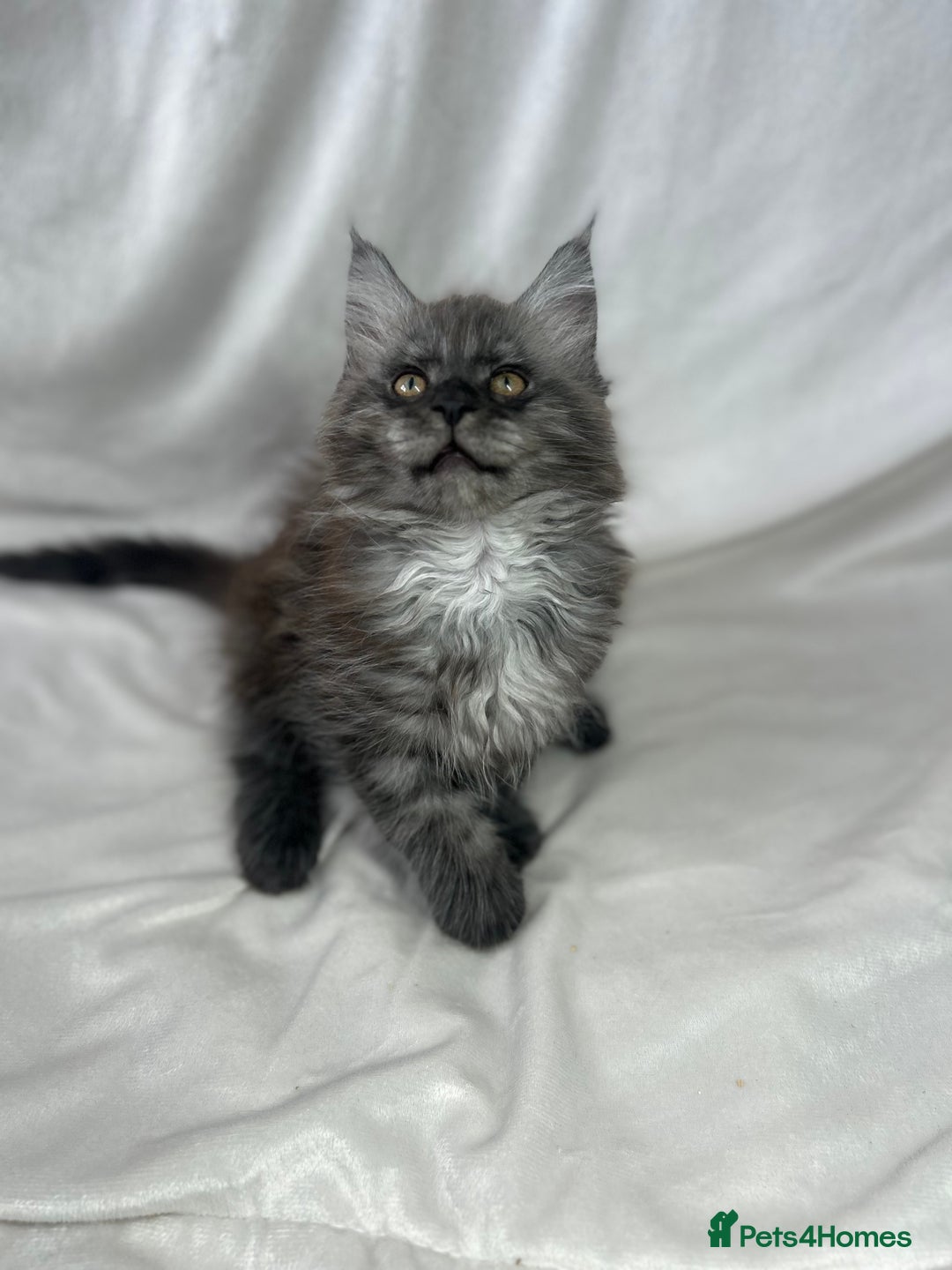 Maine Coon cats for sale: TICA REGISTERD MAINCOON KITTEN’S ⭐️ - Image 8