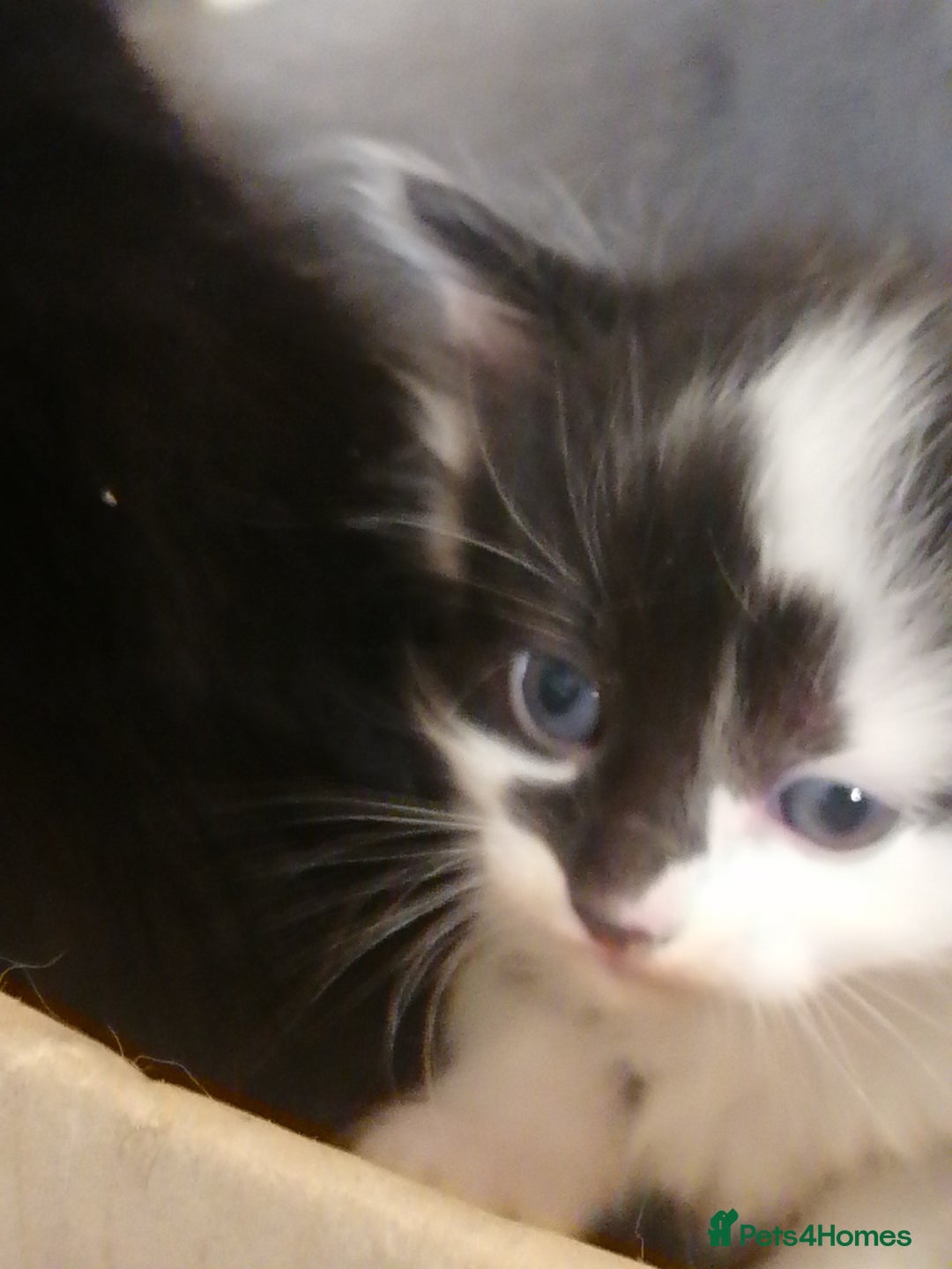 Mixed Breed cats for sale: Outstandingly gorgeous mixed kittens  - Image 15