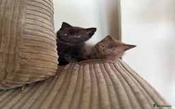 British Shorthair cats for sale: British shorthair kittens  - Image 4