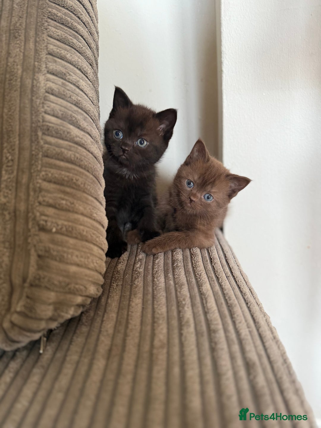 British Shorthair cats for sale: British shorthair kittens  - Image 4