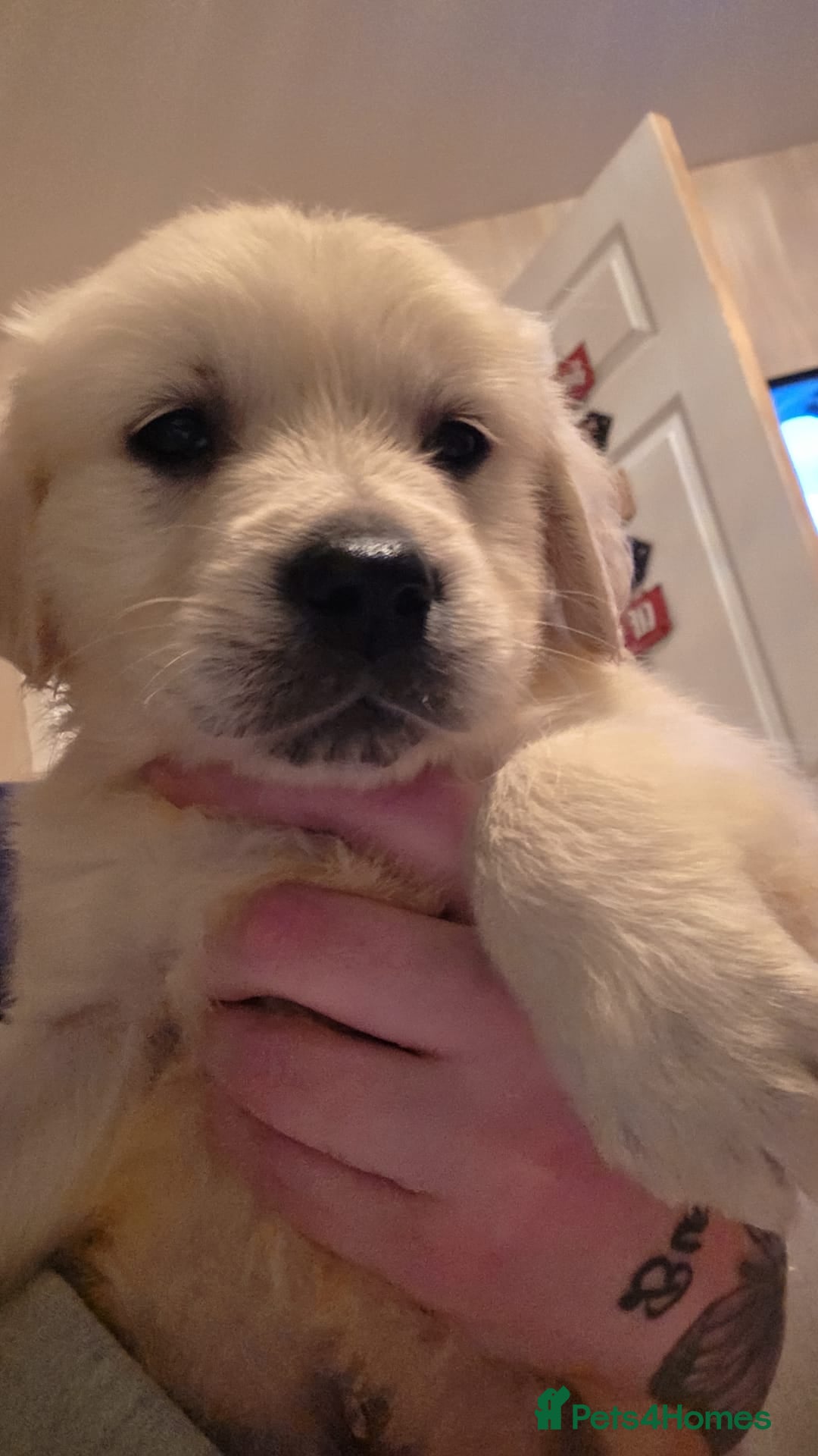 Golden Retriever dogs KC REGISTERED READY NOW.Chunky white/cream BOY  - Advert 2