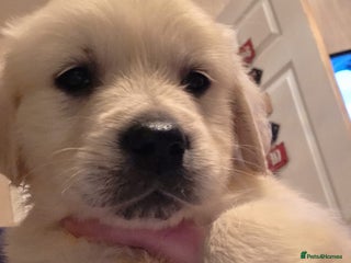 Golden Retriever dogs KC REGISTERED Chunky white/cream BOY - Advert 11