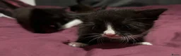 British Shorthair cats for sale: Kittens for sale x 4 - Advert 7