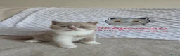 British Shorthair cats for sale: British shorthair kittens girls  - Advert 21