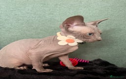 Sphynx cats for sale: Sphynx kittens ready now✨ - Image 12