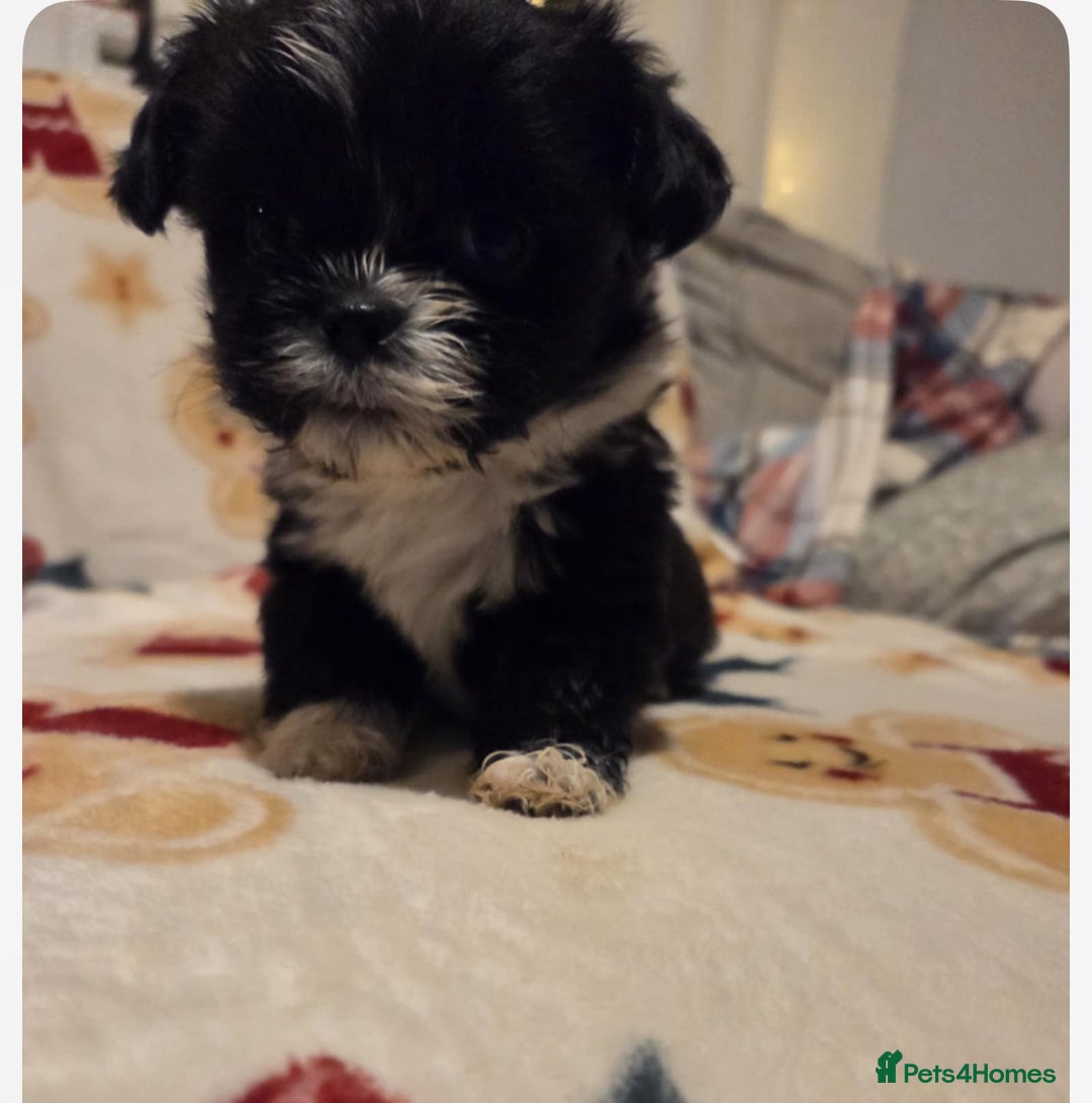 Mixed Breed dogs for sale: Shih tzu puppies for sale - Advert 2