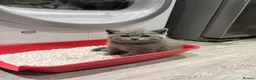 British Shorthair cats for sale: British Shorthair kittens in Lutterworth - Advert 5