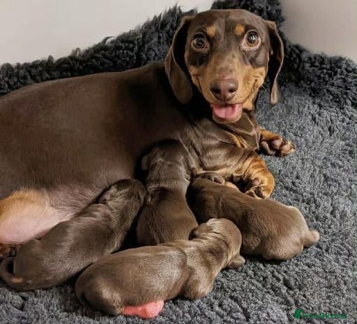 Miniature Dachshund dogs Beautiful Miniature Dachshund Puppies Available - Advert 1
