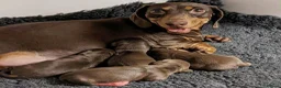 Miniature Dachshund dogs for sale: Beautiful Miniature Dachshund Puppies Available in Isleworth - Advert 1