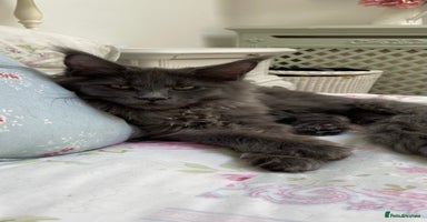 Maine Coon cats - Advert 8