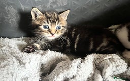 British Shorthair cats for sale: Kittens in Grimsby - Image 15