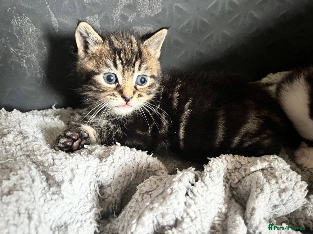 British Shorthair cats for sale: Kittens in Grimsby - Image 15