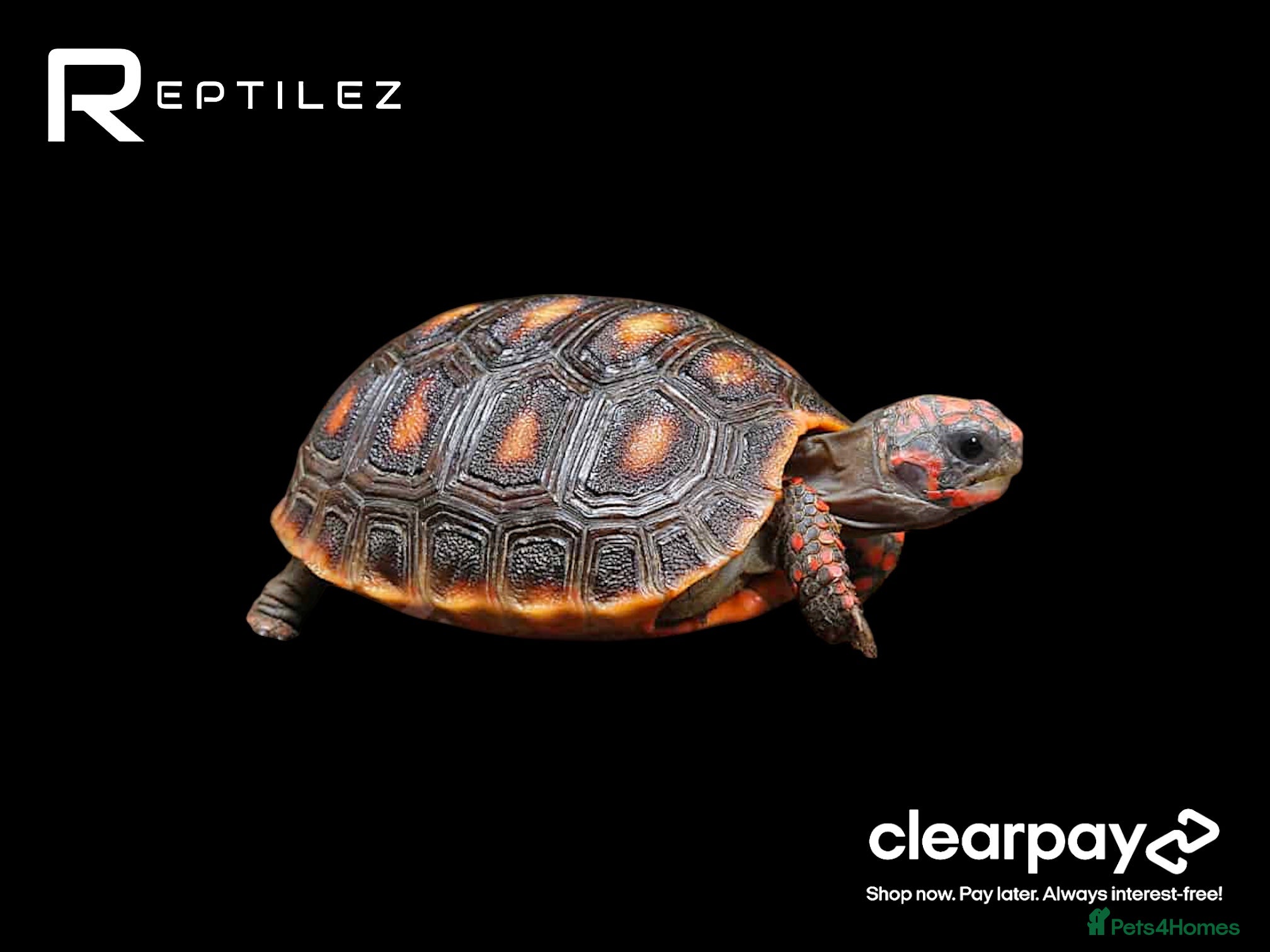 Tortoise reptiles TORTOISE BABIES - Advert 2