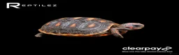 Tortoise reptiles for sale: TORTOISE BABIES - Advert 1