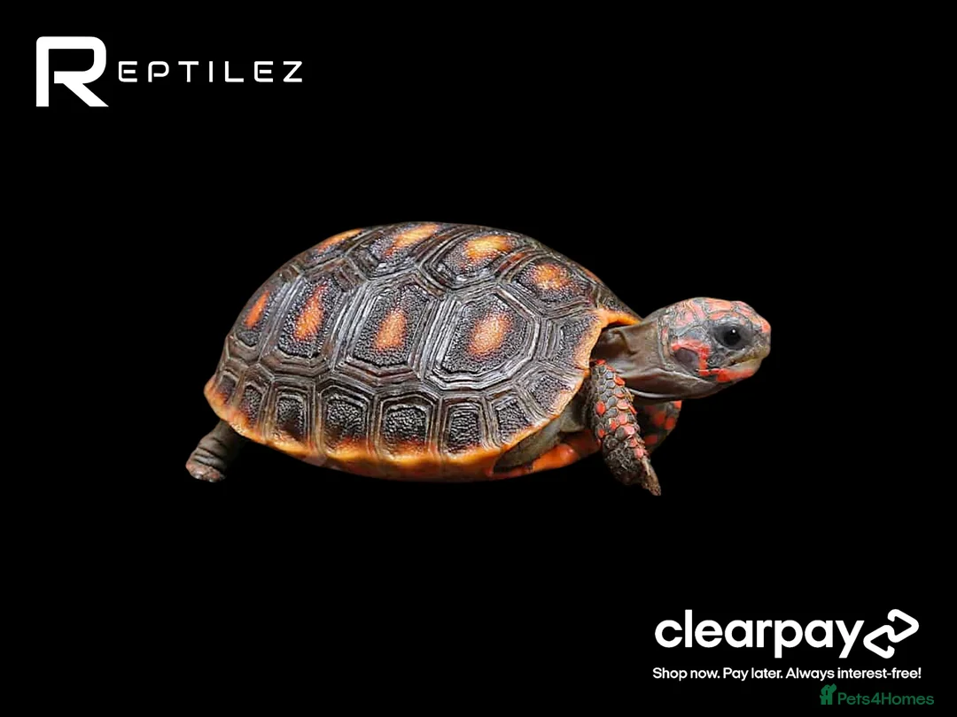 Tortoise reptiles for sale: TORTOISE BABIES - Advert 1