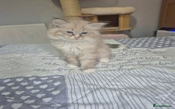 Siberian cats for sale: Pedigree Neva Masqurade/kittens - Image 2