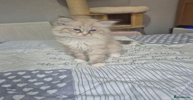 Siberian cats - Advert 9