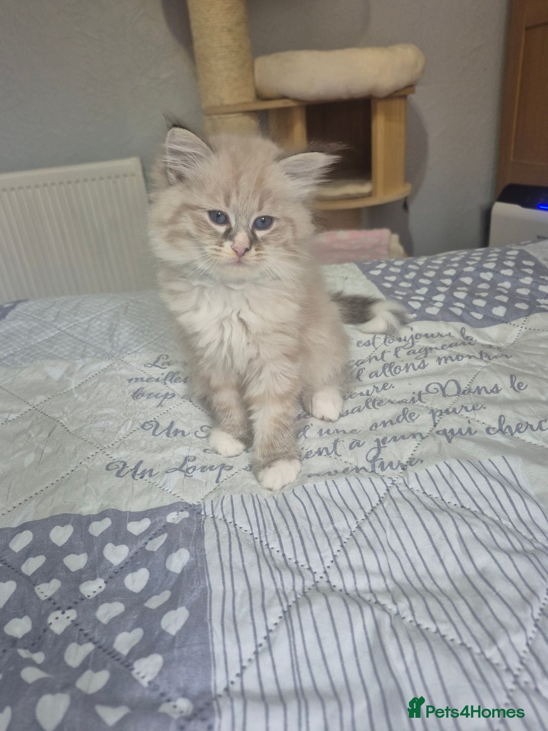 Siberian cats for sale: Pedigree Neva Masqurade/kittens - Image 2