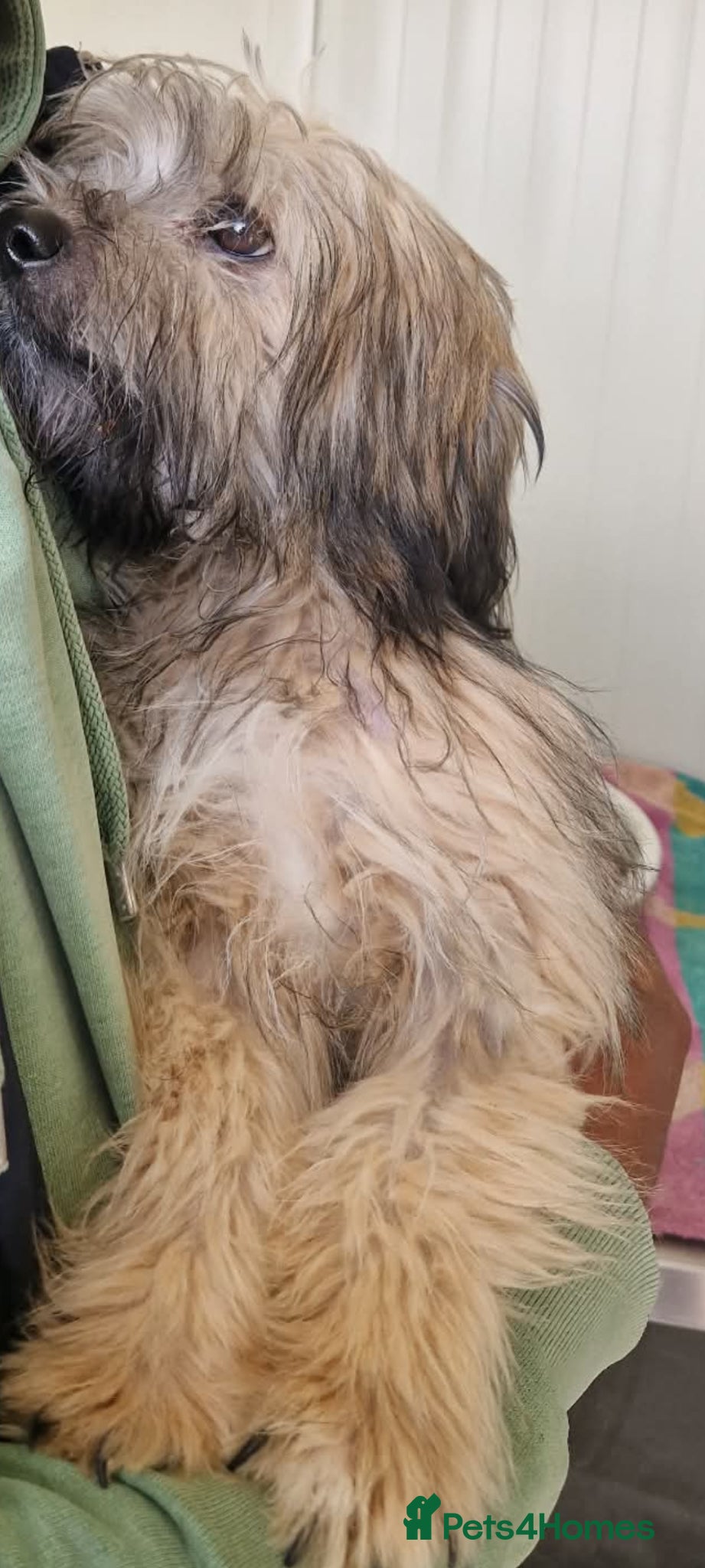 Mixed Breed dogs George small shihtz mix 5kg - Advert 2