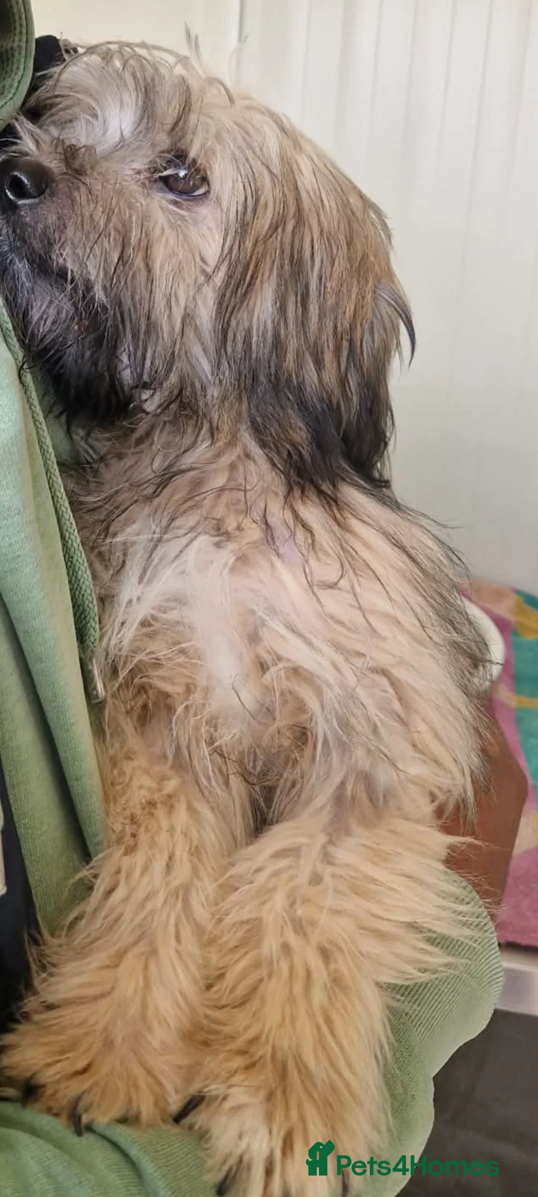 Mixed Breed dogs for adoption: George small shihtz mix 5kg in Nottingham - Advert 1