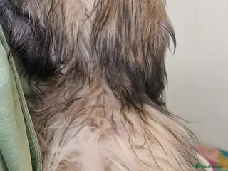 Mixed Breed dogs George small shihtz mix 5kg - Advert 10