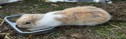 French Lop rabbits for sale: 🩷💙 French lop Kits ready to go 2nd June 🩷💙 - Advert 4