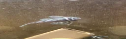 Plecos fish for sale: Zebra plecos  - Advert 4