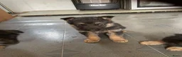 German Shepherd dogs for sale: Pure German shepherd puppies available  - Advert 6