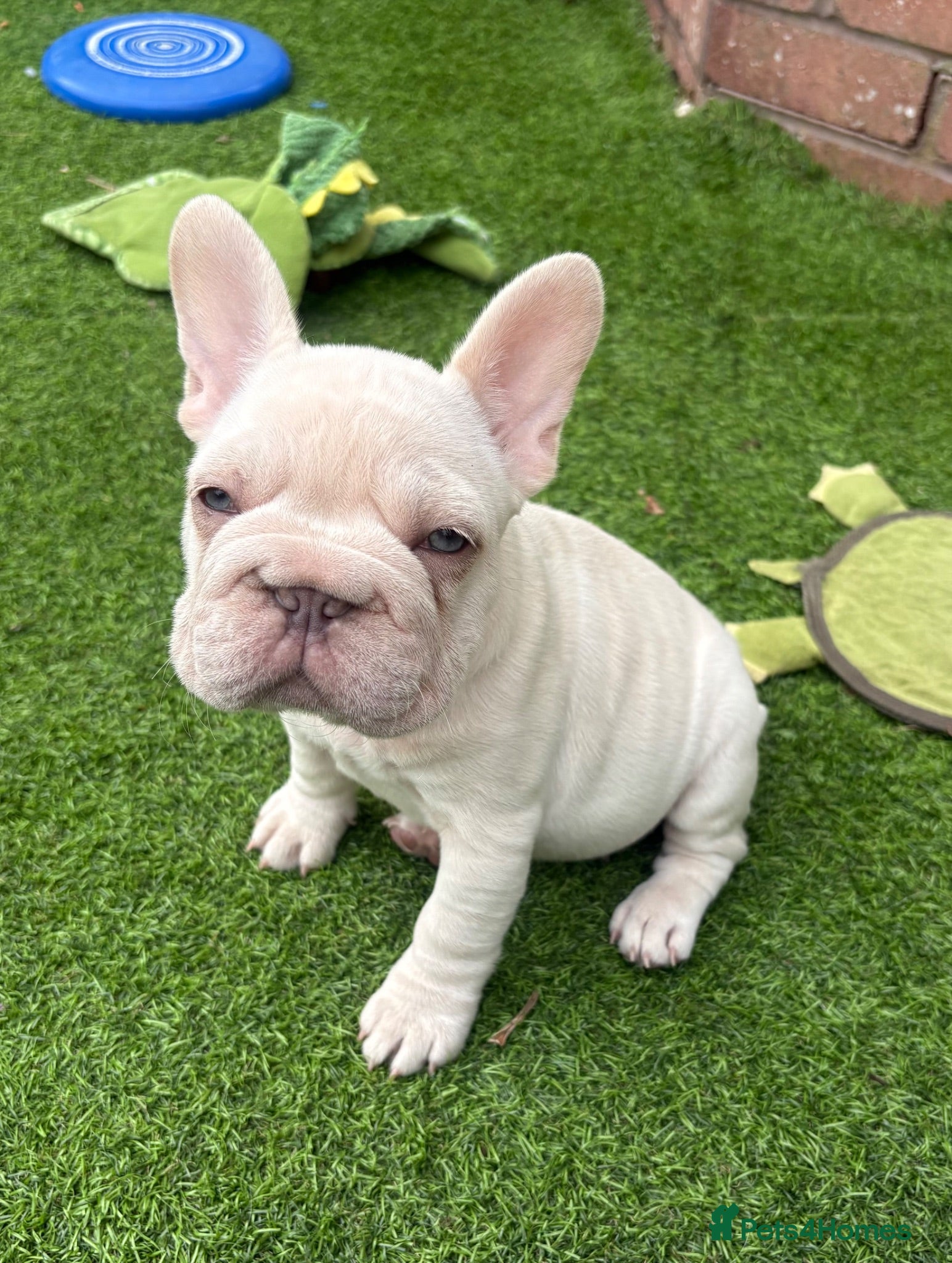 French Bulldog dogs REDUCED French Bulldog Puppies 1 FULL Fluffy - Advert 12