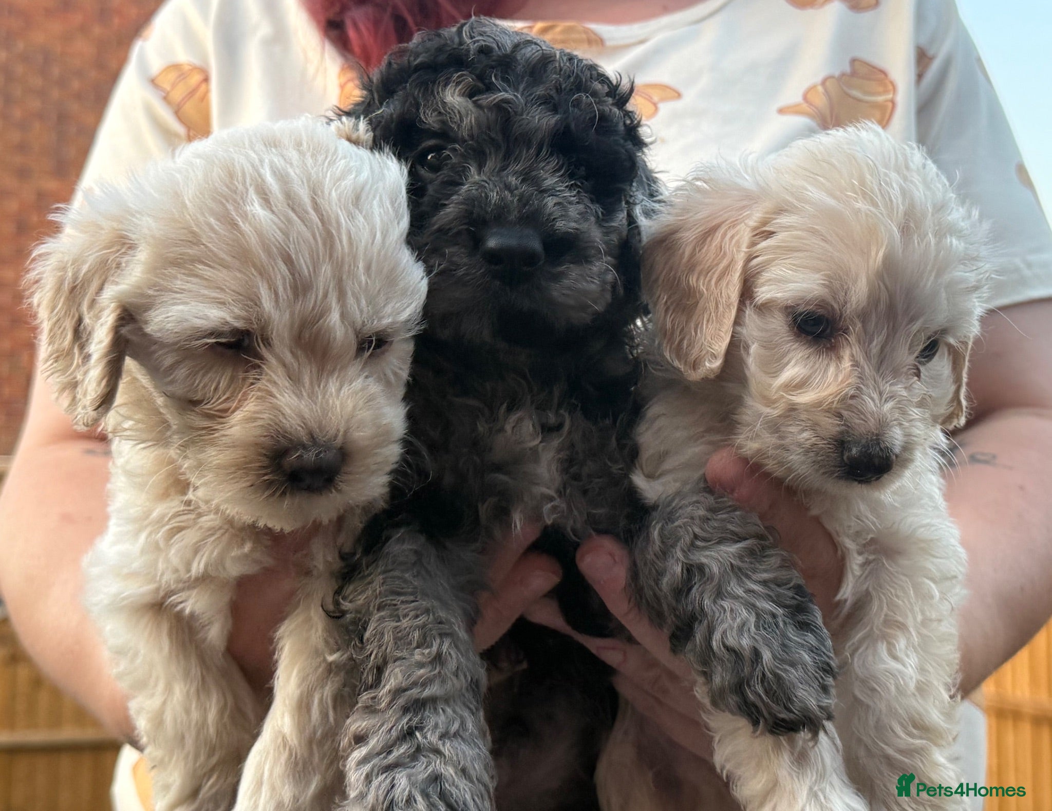 Mini Goldendoodle dogs  Beautiful Miniature golden puppies puppies ready - Advert 1